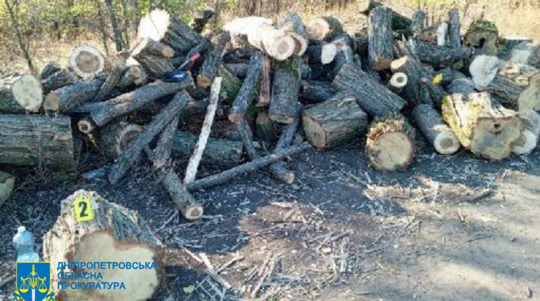 Незаконна порубка лісу на 1,3 млн грн: поліцейські повідомили про підозру 41-річному жовтоводцю