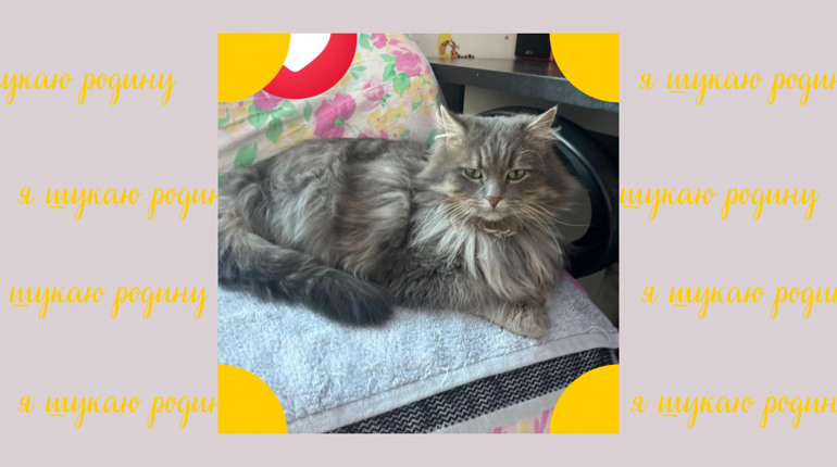Котик Боня готовий їхати в родину