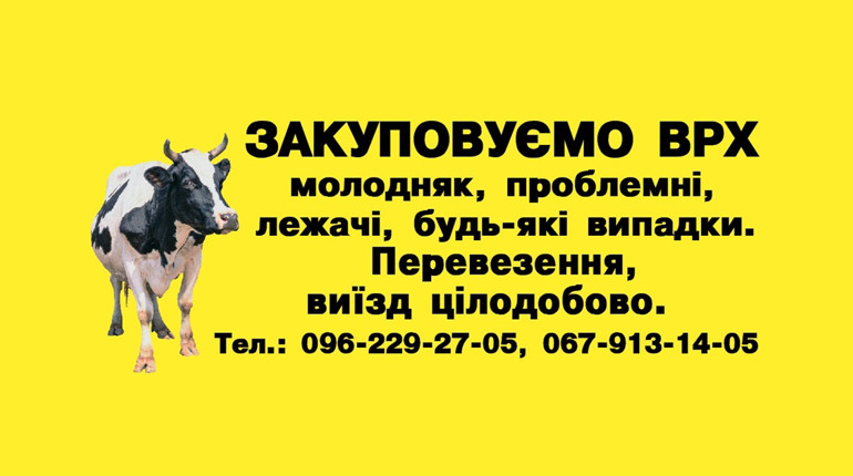 Закуповуємо велику рогату худобу – будь-які випадки | Виїзд цілодобово