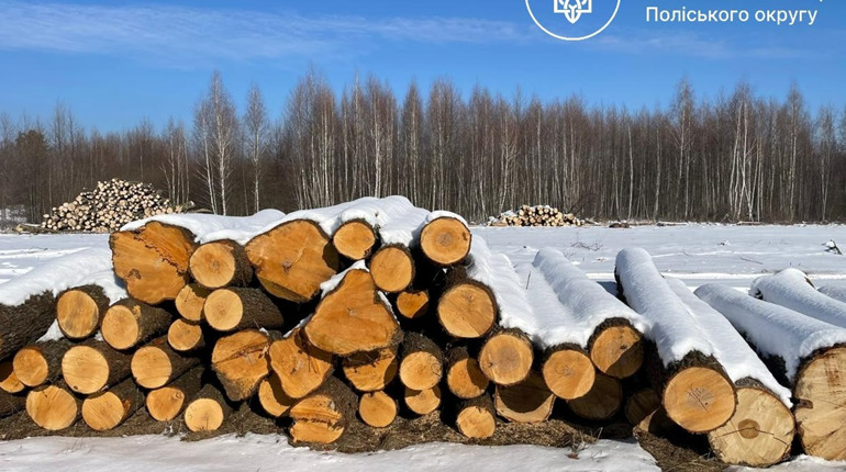 Незаконне вивезення деревини в Звягельському районі: екоінспекція зафіксувала порушення