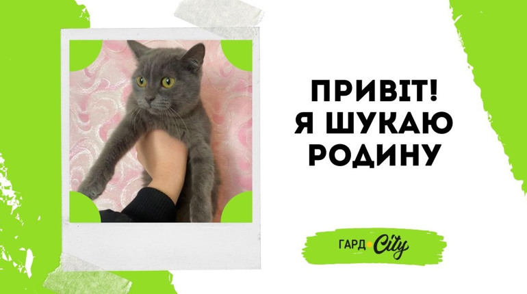 Сіра пухнаста киця чекає на своїх людей. Оновлено: вже у родині!