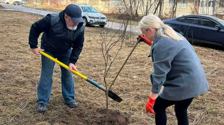 У декількох мікрорайонах Шостки висадили молоді деревця: про перебіг толоки у місті + ФОТО
