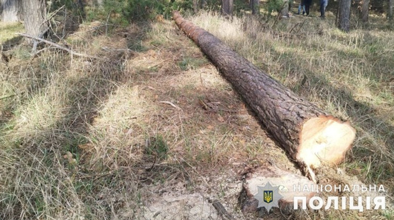 У Петрівсько-Роменській громаді під час заготівлі деревини загинув місцевий мешканець