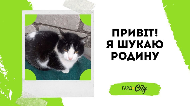 Троє котиків-братиків чекають на своїх людей. Оновлено: один котик вже у родині!