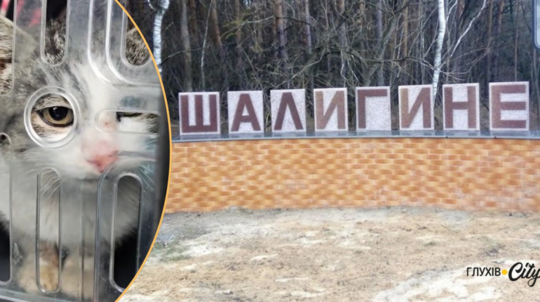 За останні дні волонтери врятували з Шалигиного 16 тварин: потрібна допомога