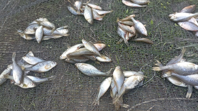 У Воронківцях та в Хмельницькому спіймали браконьєрів із незаконним уловом