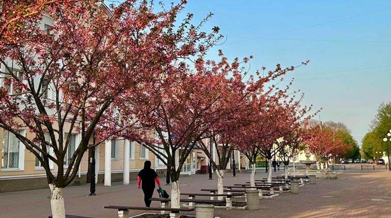 У Глухові почали квітнути сакури на стометрівці (ФОТО)