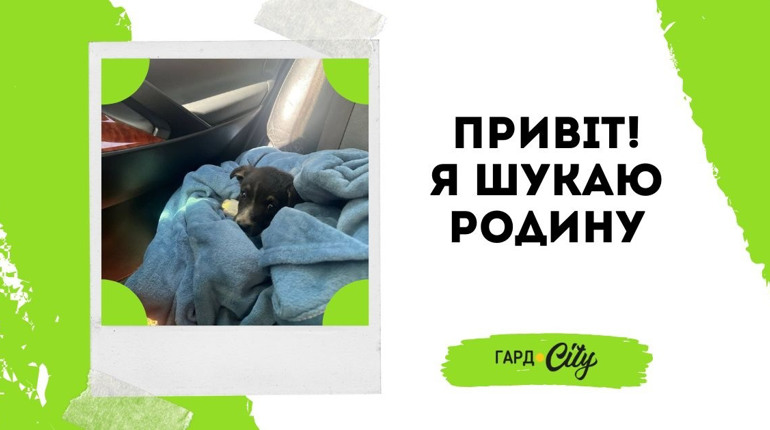 Симпатичний цуцик чекає на свого доброго господаря. Оновлено: вже у родині!