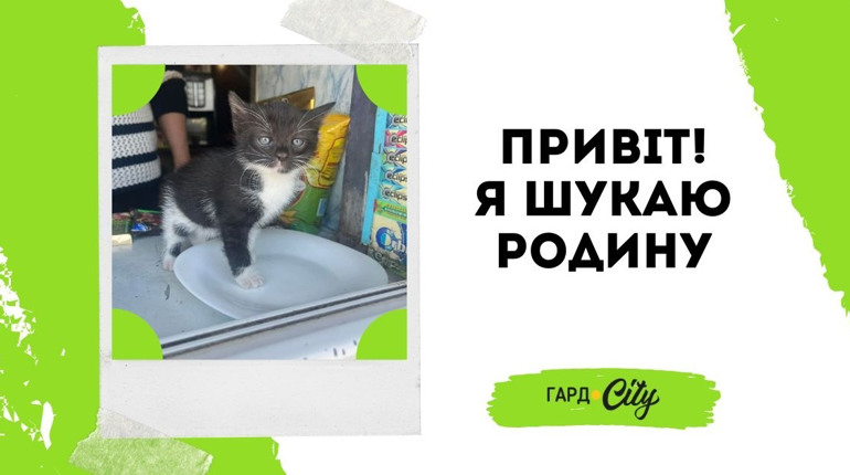 Кошенятко Кнопочка чекає на тебе, друже: крихітці потрібна родина: Оновлено: вже у родині!