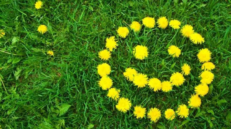 13 травня: Всесвітній день кульбаби, день народження застібки-липучки та інші свята, події