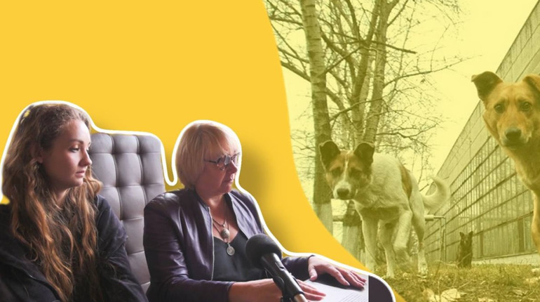 Як одна нестерилізована тварина перетворюється на зграю: волонтери б’ють на сполох