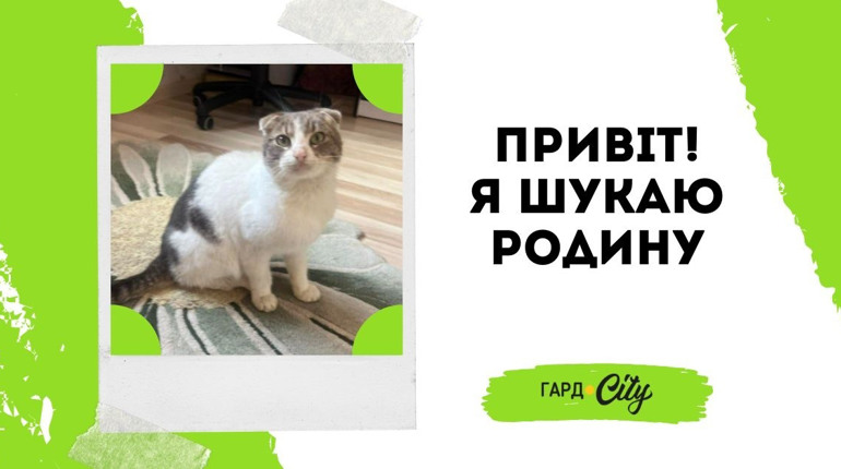 Молодий котик Джонні шукає родину: Первомайськ