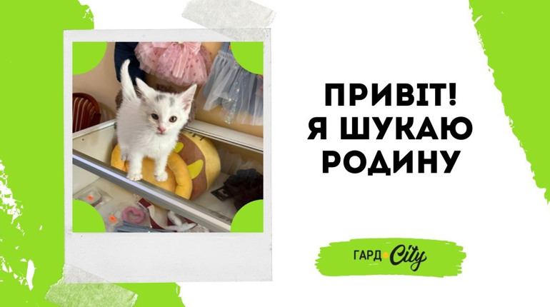 Маленький Біляшик чекає на свою людину: виросте красивий білий котик. Оновлено: вже у родині!