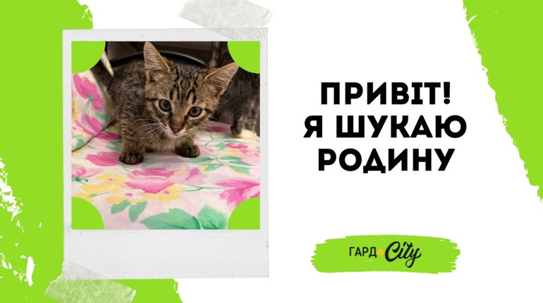 Котенята, врятовані з Покровська, шукають родини у Первомайську. Оновлено: всі у родинах!