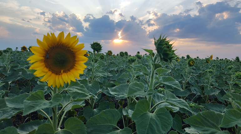 Вікі запрошує взяти участь у щорічному фотоконкурсі пам'яток природи