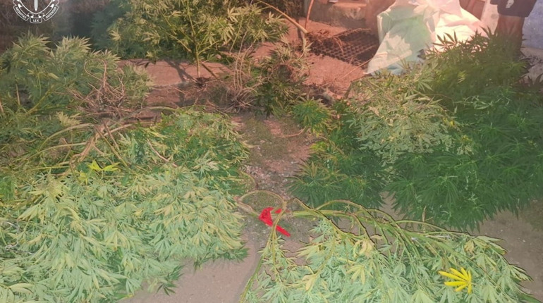 У Вознесенському районі викрили двох чоловіків із кущами конопель та 2,5 кг канабісу