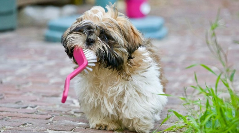 Як і навіщо чистити улюбленцю зуби