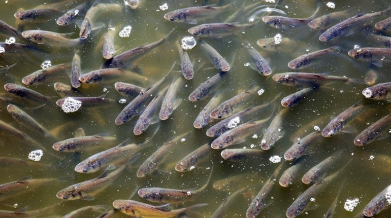 Кременчуцьке водосховище поповниться молоддю товстолоба