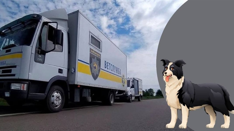 У П’ятихатках розпочали програму контролю та стерилізації безпритульних тварин