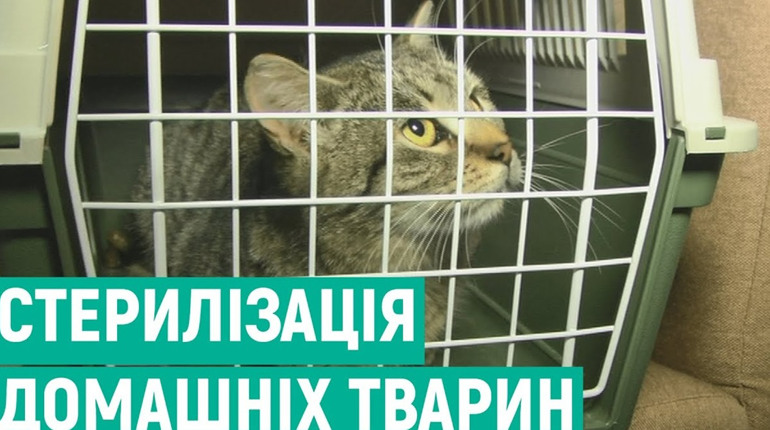 У Мені відловлюватимуть собак для стерилізації