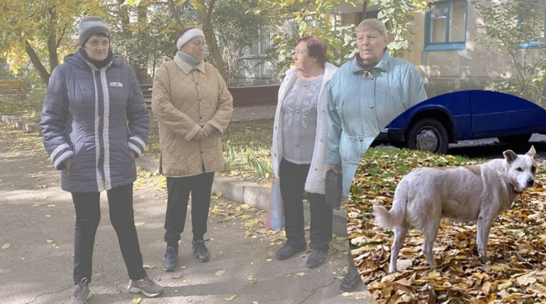 Хтось підгодовує, інші бояться: у Жовтих Водах знову загострилася проблема безпритульних собак