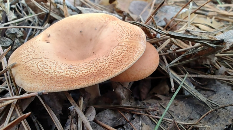 Осінні ризики: чому в Україні побільшало отруєнь грибами і як уберегти себе