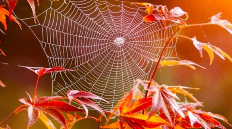 Очікується “бабине літо”: синоптик назвав дату потепління