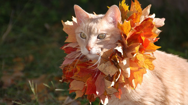 Погода на лівобережжі Херсонщини з 23 по 25 жовтня: прогноз Українського гідрометеоцентру