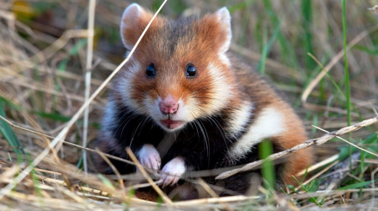 А вам доводилося бачити такого звіра? Це гризун із природоохоронним статусом