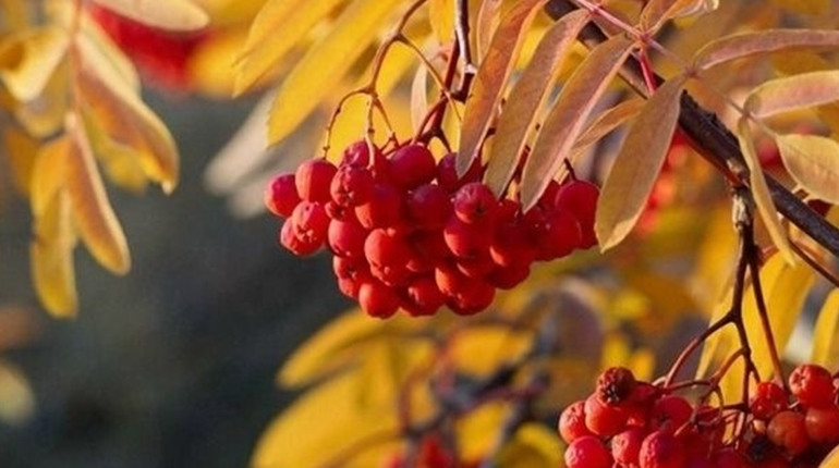 Погода у Старокостянтинові на 27 жовтня-2 листопада: прохолодний старт тижня зміниться потеплінням