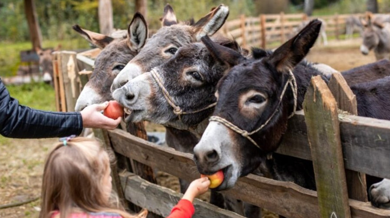 Шукають звірівників із зарплатою 30 тисяч гривень на Переяславщині: актуальні вакансії