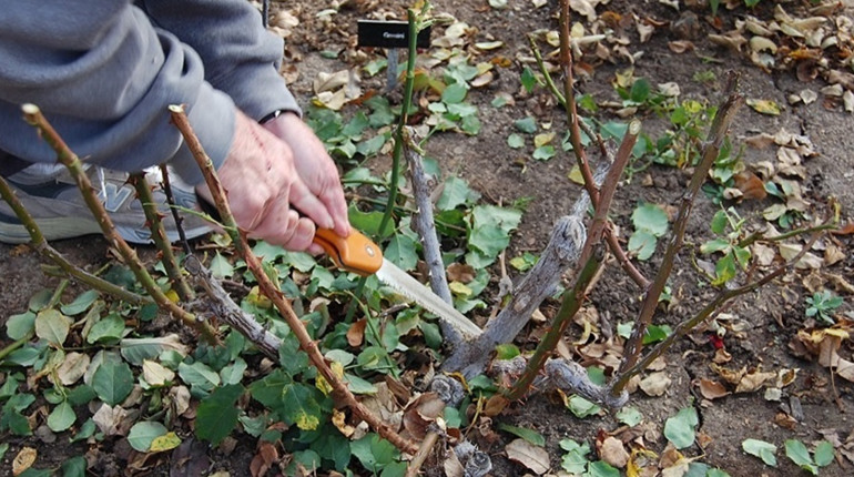 Місячний посівний календар на листопад 2025 року: сприятливі дні для посадки й підживлення