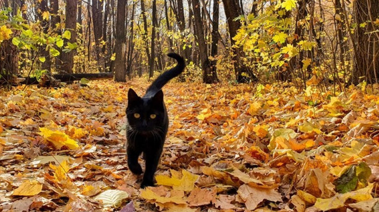 Погода на лівобережжі Херсонщини з 29 по 31 жовтня: прогноз Українського гідрометеоцентру