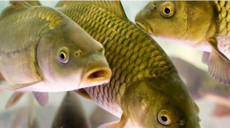 З 1 листопада в Україні стартує заборона на вилов риби у зимувальних ямах