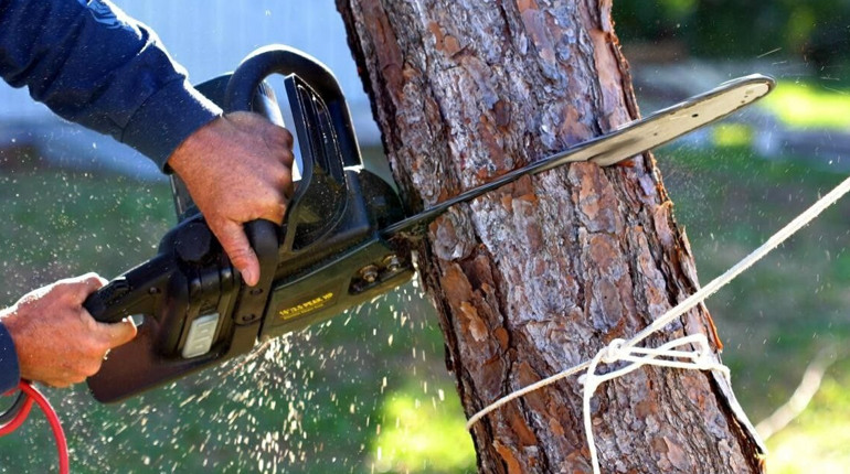 У Бориславі зріжуть понад тридцять дерев, а одне кронують: де саме і навіщо