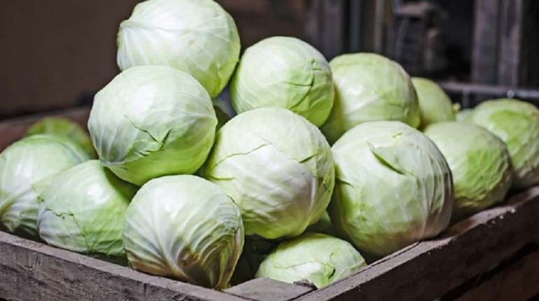 Як зберегти капусту свіжою до весни: простий спосіб без холодильника