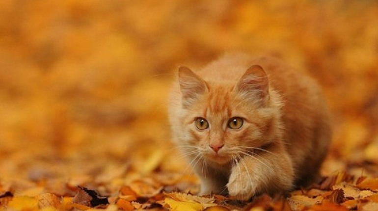 Погода на лівобережжі Херсонщини з 2 по 4 листопада: прогноз Українського гідрометеоцентру