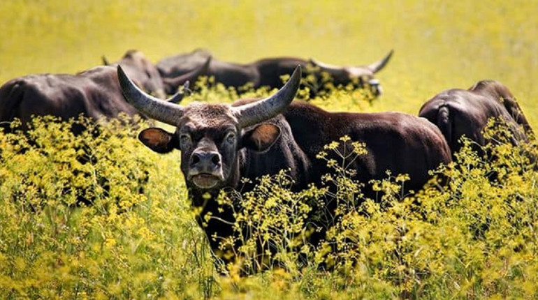 3 листопада: Міжнародний день біосферних заповідників, Всесвітній день медузи та інші свята, події