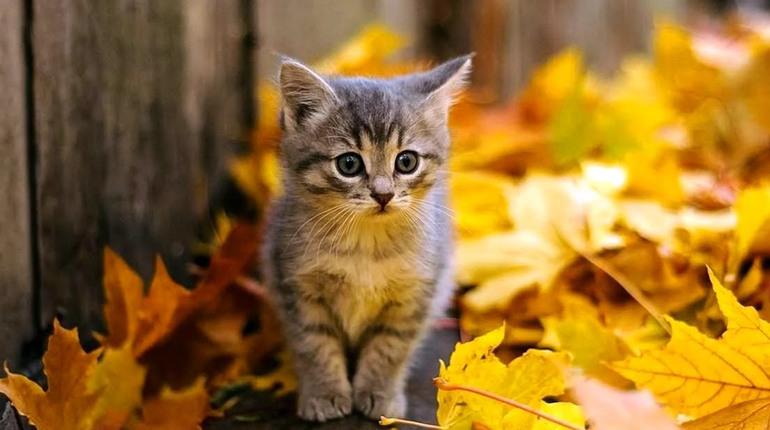 Погода на лівобережжі Херсонщини з 5 по 7 листопада: прогноз Українського гідрометеоцентру