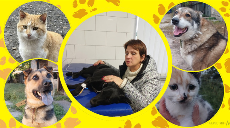 Директорка «Ніки» про жорстокість до тварин, відповідальність та порятунок