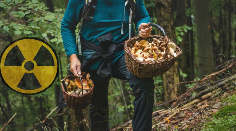 У Шосткинському районі зафіксували найвищий рівень радіації у грибах: яких саме