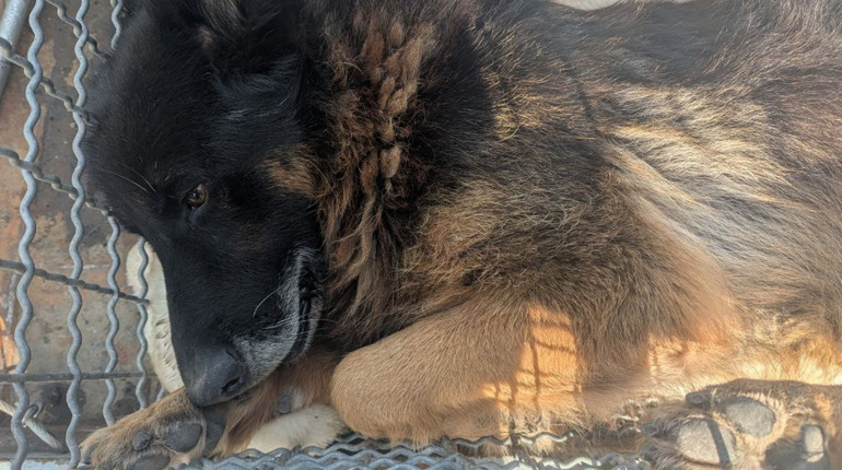 Пункт для тварин у Південноукраїнську тріщить по швах: працюють лише двоє, а собак - понад дві сотні