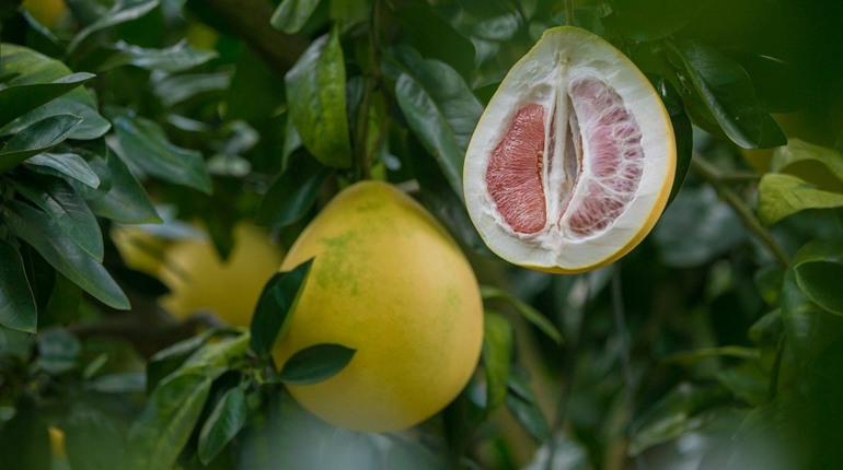 Вишукані та корисні страви з помело: пікантний салат, пиріг та цукати