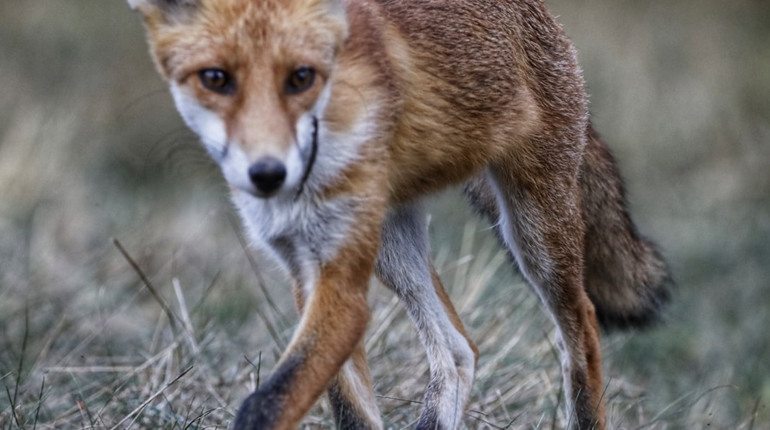 На території громади врегулюють чисельність диких тварин