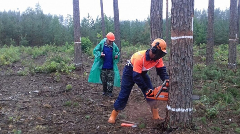 Шукають вальника лісу на зарплату 20 тисяч гривень: вакансії на Переяславщині від Центру зайнятості