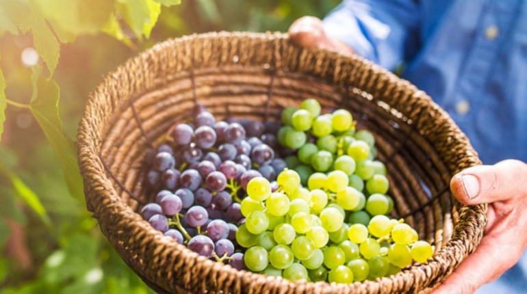 9 листопада: День виноградарів, виноробів та садівників України та інші свята, події, дати