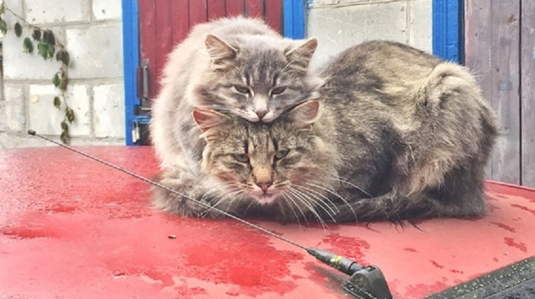 Погода на лівобережжі Херсонщини з 9 по 11 листопада: прогноз Українського гідрометеоцентру