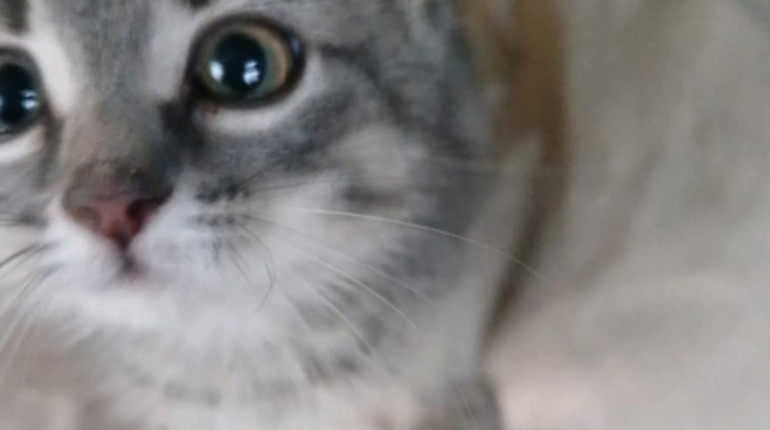 Забери пухнастого друга додому: тваринки, які хочуть зустріти зиму в люблячій родині