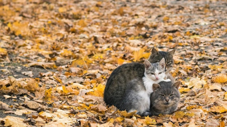 Погода на лівобережжі Херсонщини з 12 по 14 листопада: прогноз Українського гідрометеоцентру