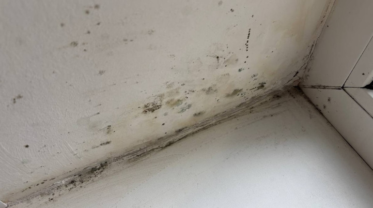 Чому з’являється пліснява на вікнах і чим вона небезпечна для здоров’я